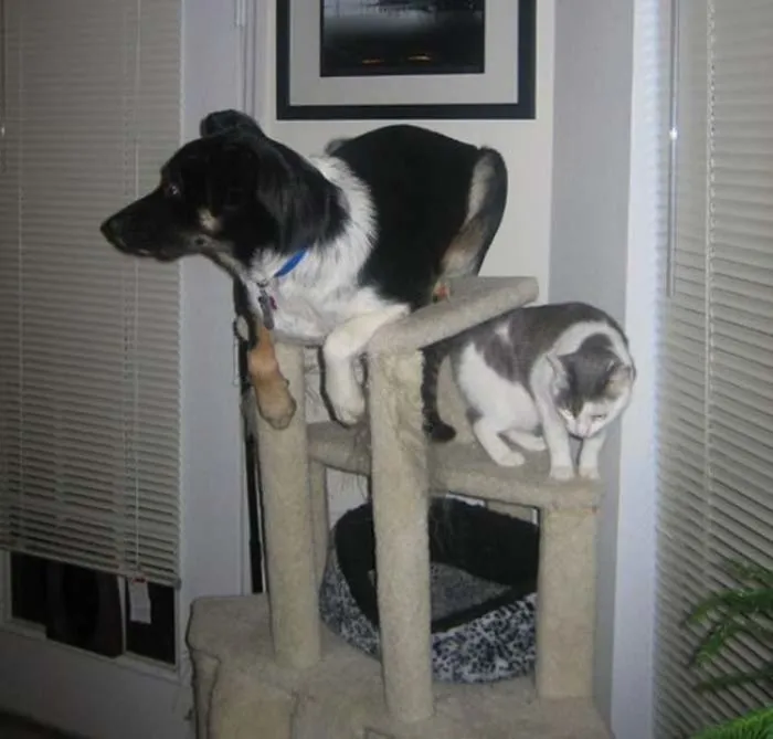 This Dog Thinks He's A Cat