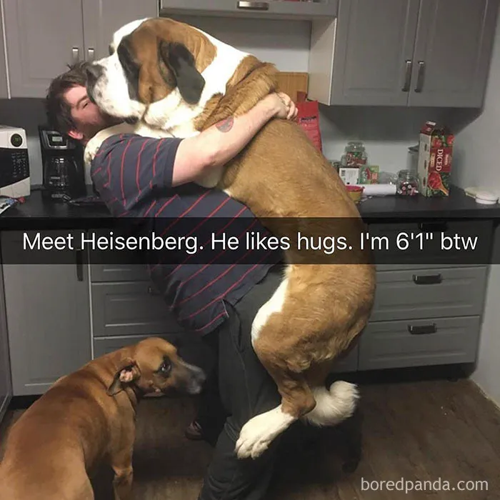 142 Hilarious Dog Snapchats That Are Impawsible Not To Laugh At (Part 3)