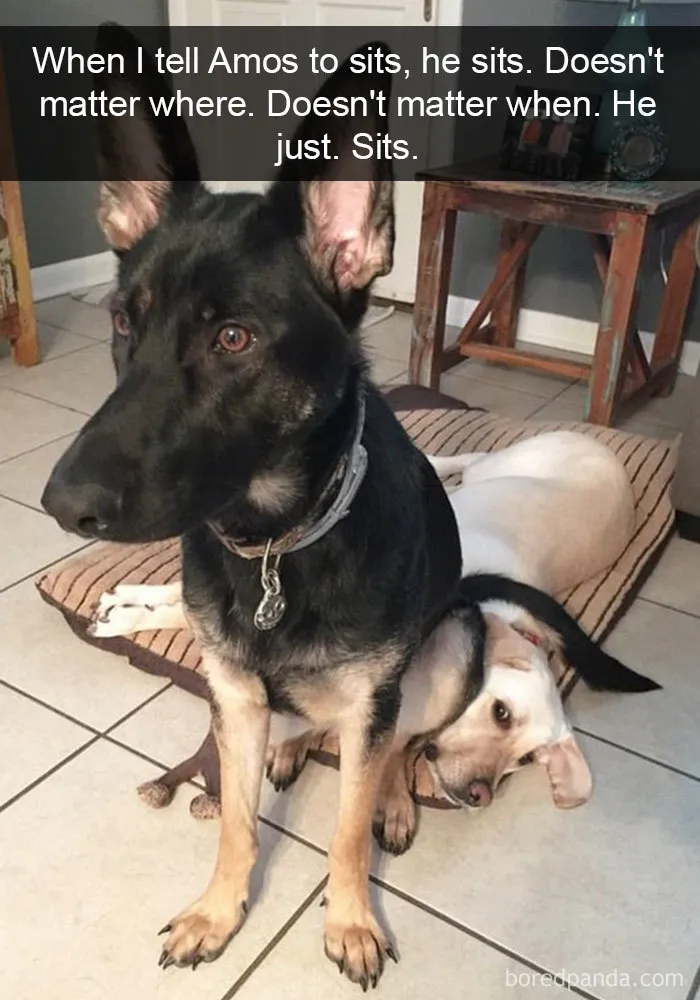 142 Hilarious Dog Snapchats That Are Impawsible Not To Laugh At (Part 3)