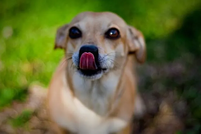 Know Your Pet Better – #7 Reasons Dogs Lick.