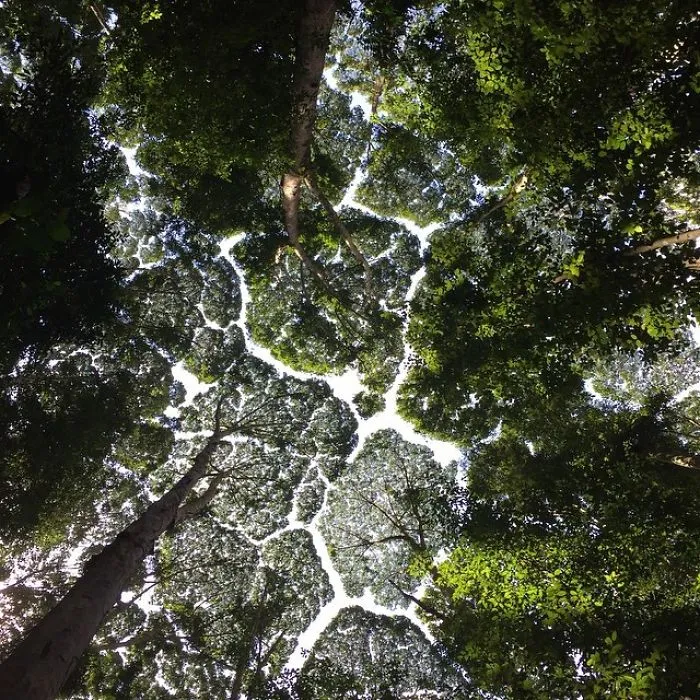 10+ Increíbles ejemplos de "timidez entre árboles", un fenómeno botánico en el que los árboles evitan tocarse