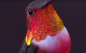 Woman Develops Bond With Over 200 Hummingbirds, Now They Complain If She's Late To Feed Them