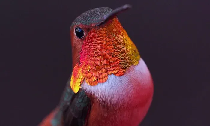 Woman Develops Bond With Over 200 Hummingbirds, Now They Complain If She's Late To Feed Them
