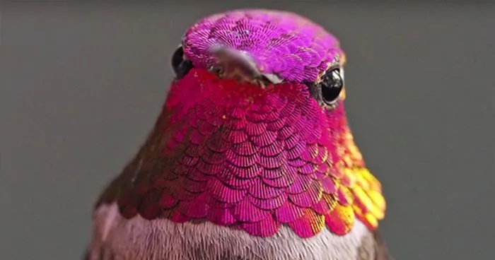 Woman Develops Bond With Over 200 Hummingbirds, Now They Complain If She's Late To Feed Them