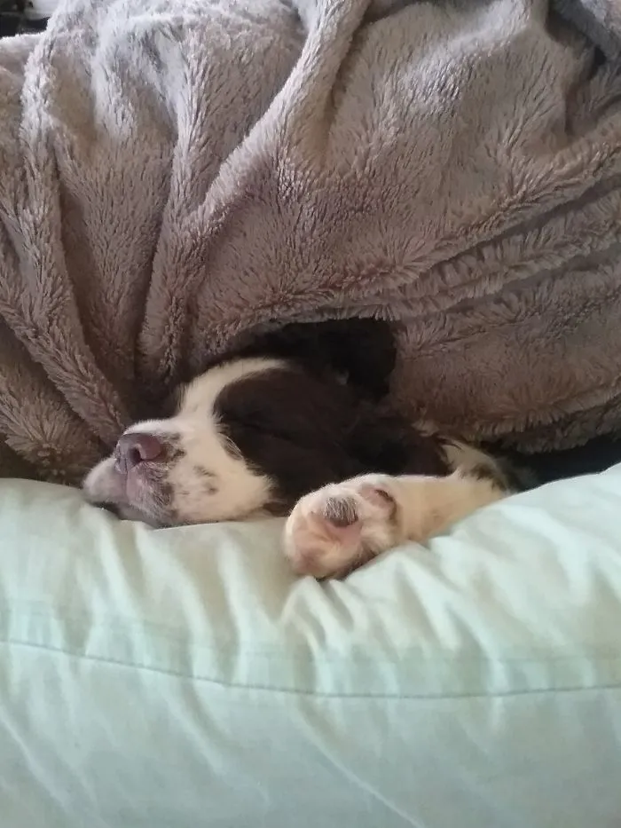 It's Tough Being A Puppy!