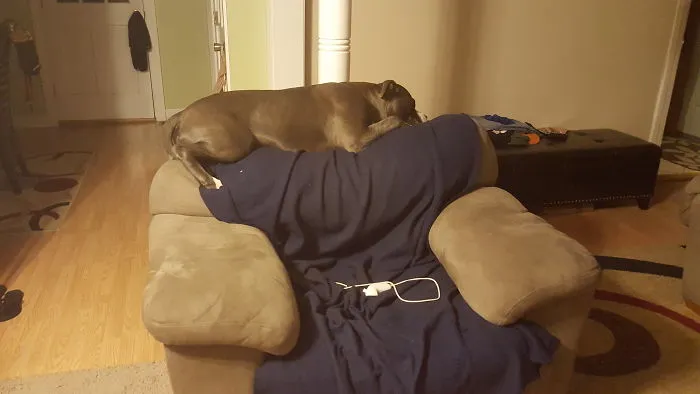 Cat Trapped In A Dog Body.