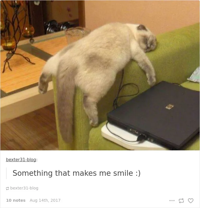 136 Cat Posts On Tumblr That Are Impossible Not To Laugh At