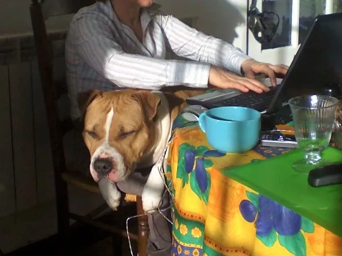 Lap Dog, Lap Cat, Just Enjoy The Shine And Don't Care About Haters.be What You Are!
