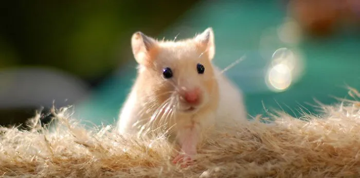 5 Animals You Wouldn’t Believe Are Cannibals