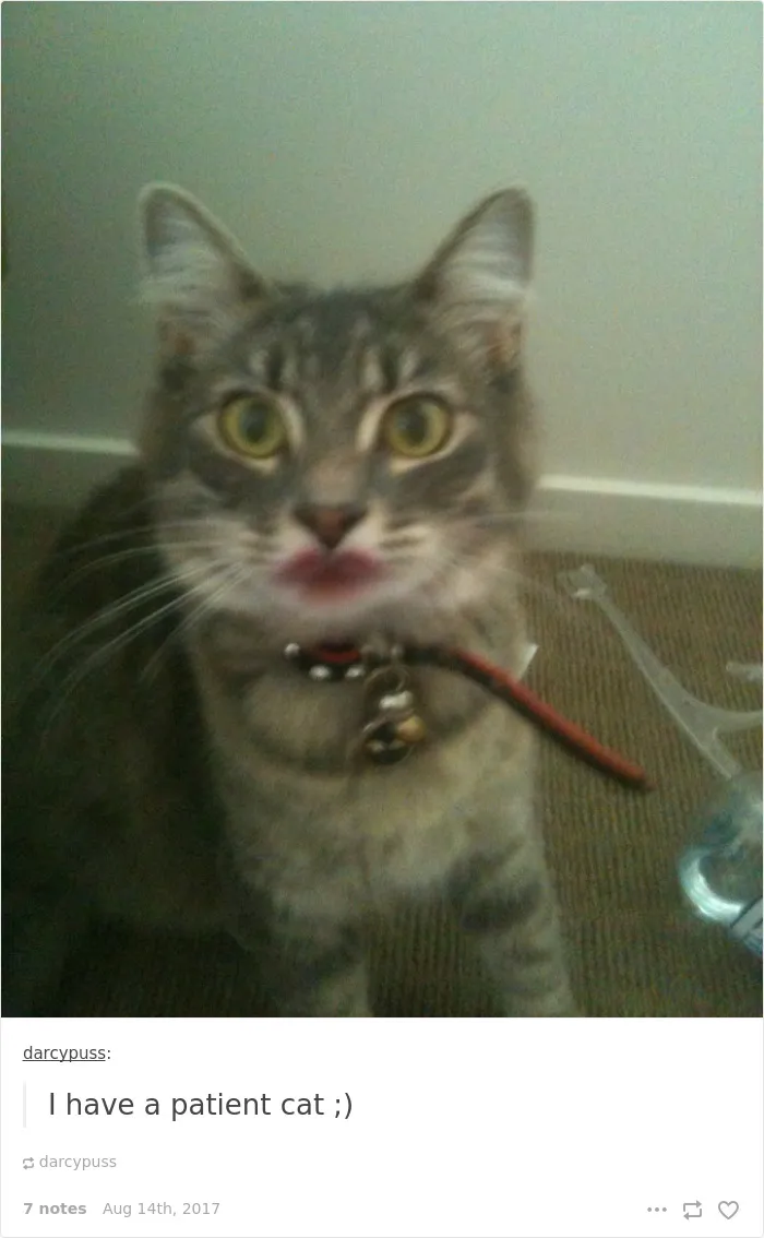 136 Cat Posts On Tumblr That Are Impossible Not To Laugh At