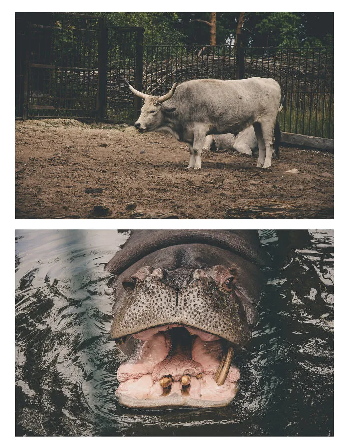 I Travel Around The Cities, Take Photos And Then Make Duplets