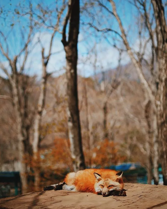 Zao Fox Village, Japan