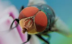 I Am Bored Macro Photographer