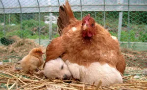 26 Photos Proving That Hens Are The Best Moms In The Animal Kingdom