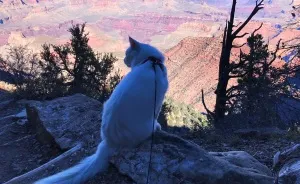 Cezar, The Most Travelled Cat In The World, With 14 Countries Under His Paws