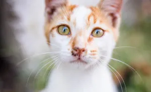 Istanbul Stray Cats With Purrrsonality