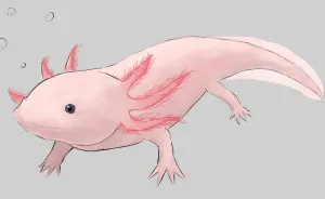 I Drew Animals You've Probably Forgotten About