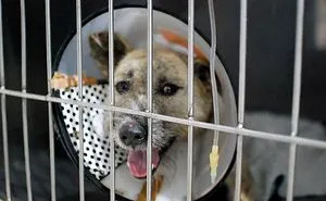 Tiga's Tail Part 2: This Disabled Bali Dog Needs Your Help