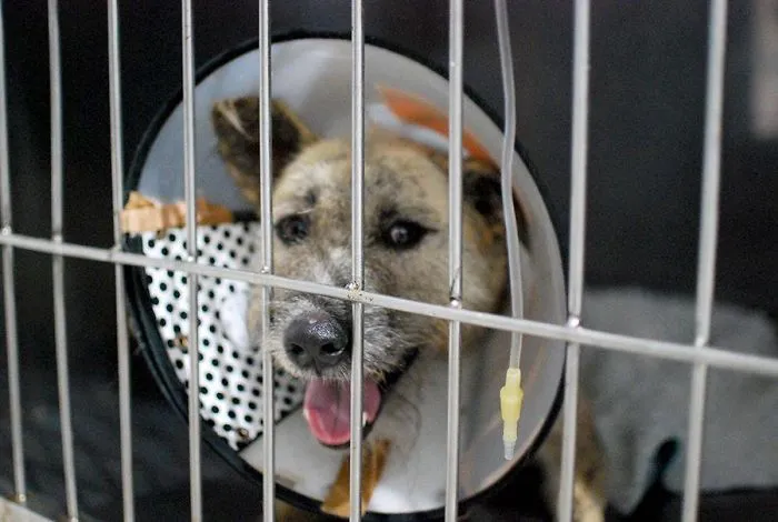 Tiga's Tail Part 2: This Disabled Bali Dog Needs Your Help