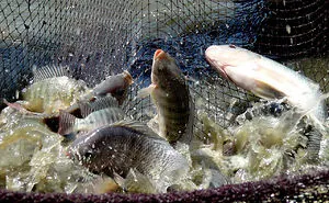 Fish Feed Production In Nigeria, The Investment Opportunity In Nigeria
