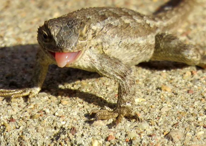 My Backyard Wildlife Is So Ordinary... Yet So Extraordinary!