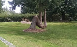 84 Badass Trees That Refuse To Die No Matter What