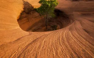 84 Badass Trees That Refuse To Die No Matter What