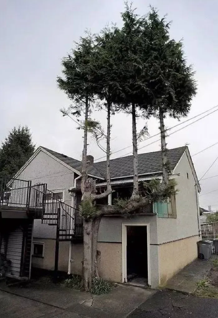 Árboles en un árbol