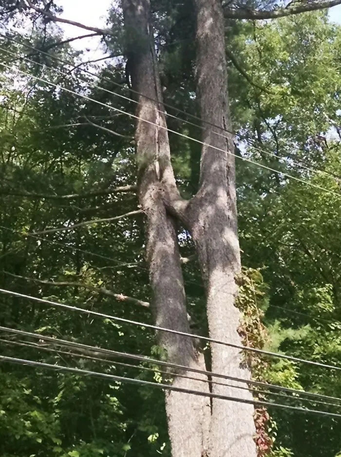 This Tree Forked, Then Grew Back Together