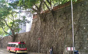 84 Badass Trees That Refuse To Die No Matter What