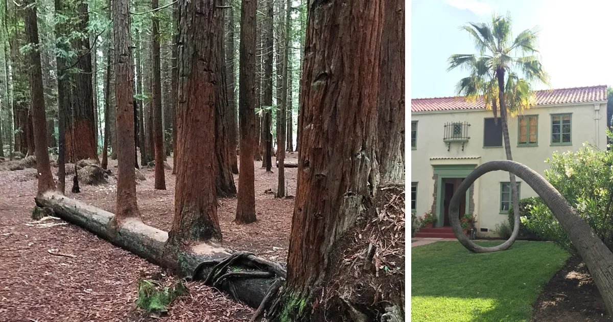 10+ Árboles muy duros que se niegan a morir sin importar las circunstancias