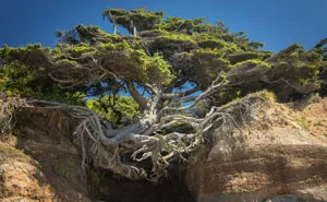 84 Badass Trees That Refuse To Die No Matter What