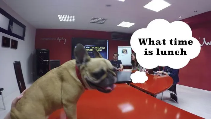 French Bulldog Dharma Is The Boss Of A Big Company.