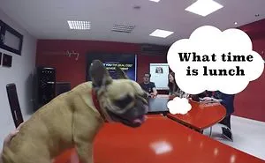 French Bulldog Dharma Is The Boss Of A Big Company.