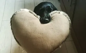 142 Hilarious Dog Snapchats That Are Impawsible Not To Laugh At (Part 3)