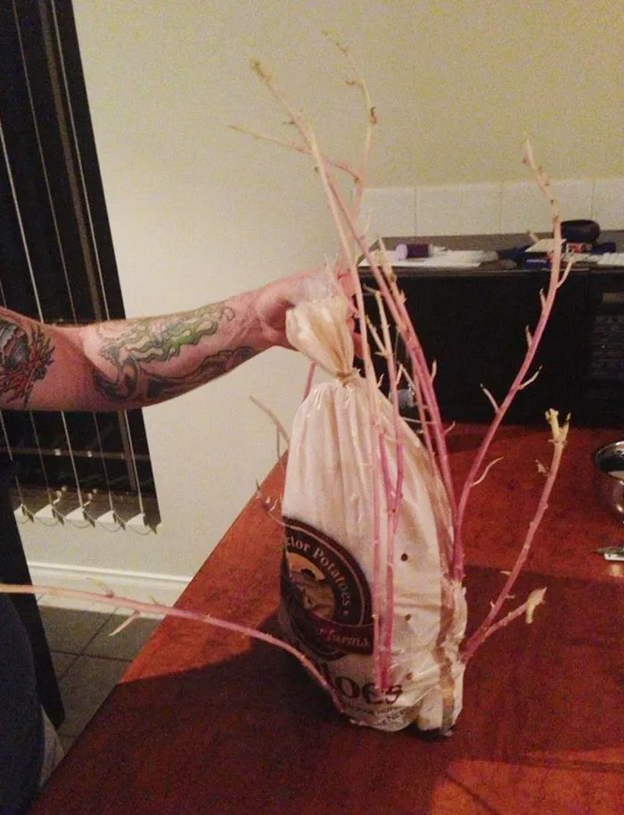 Friend Cleaned Out His Pantry And Found An Old Bag Of Potatoes He'd Forgotten About