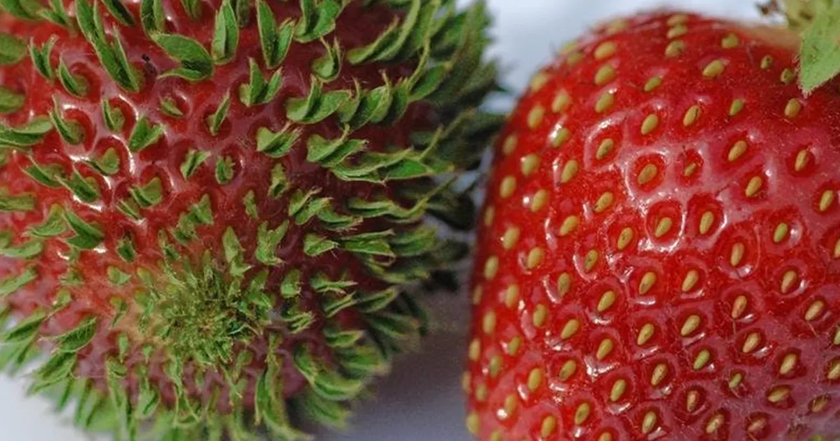 10+ Curiosas fotos que muestran frutas y verduras germinando antes de tiempo