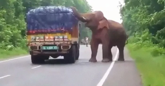 This Elephant Stopped A Truck Loaded With Potatoes And Started Snacking