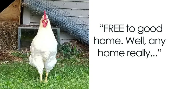 Desperate Woman Is Giving Away Her ‘A**HOLE ROOSTER’, And Her Post Will Make You Laugh Out Loud