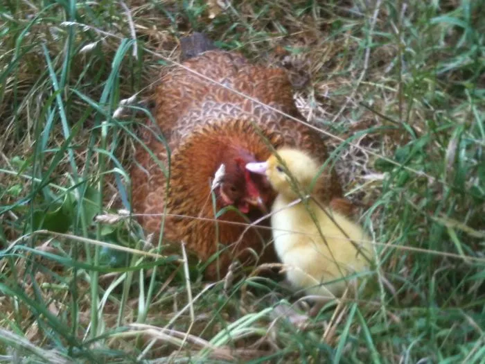 Un patito afortunado
