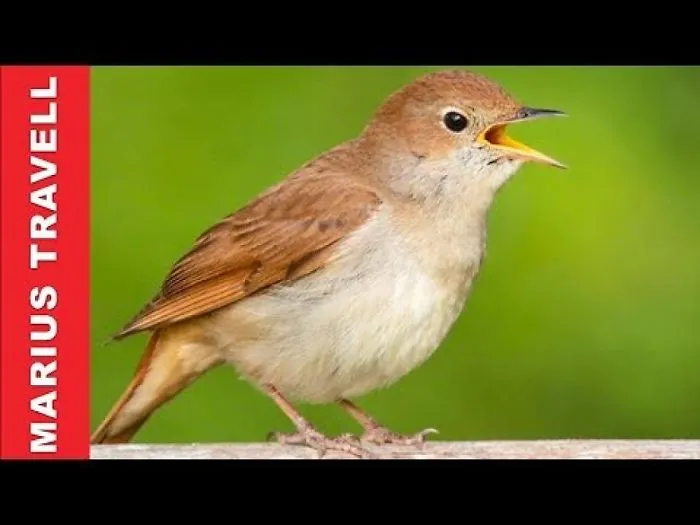 Nightingale Bird Song, Nightingale Call