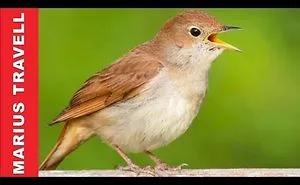 Nightingale Bird Song, Nightingale Call