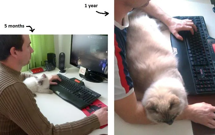 My Ragdoll Mcfly, He's Now 5
