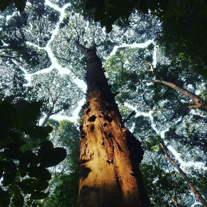 27 Amazing Examples Of “Crown Shyness”, A Phenomenon Where Trees Avoid Touching