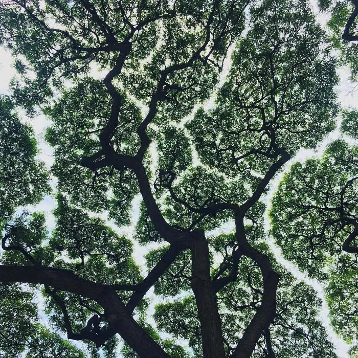 27 Amazing Examples Of “Crown Shyness”, A Phenomenon Where Trees Avoid Touching