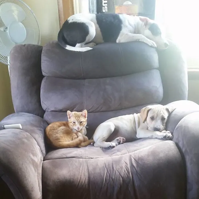 Primero la cama, ahora el sillón