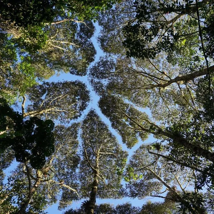 27 Amazing Examples Of “Crown Shyness”, A Phenomenon Where Trees Avoid Touching