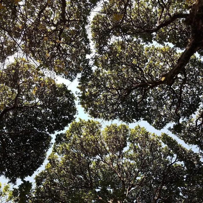 27 Amazing Examples Of “Crown Shyness”, A Phenomenon Where Trees Avoid Touching