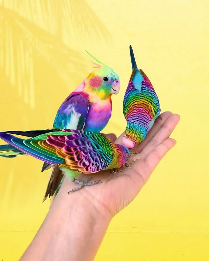 New York Artist Covers Pictures In Rainbows Because Everything Is Better With Lots Of Color