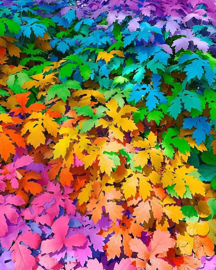 New York Artist Covers Pictures In Rainbows Because Everything Is Better With Lots Of Color